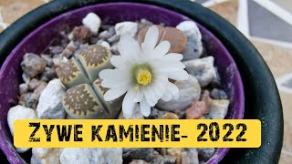 Żywe kamienie, litopsy-przegląd kolekcji 2022 | kwiaty lithopsów | Lithops