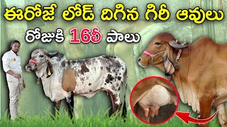 ఈరోజే లోడ్ దిగిన గిరీ ఆవులు రోజుకి 16లీ పాలు | Quality Gir Cows in Malakpet Dairy