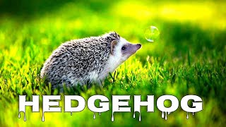 Hedgehog sounds, hedgehog noises