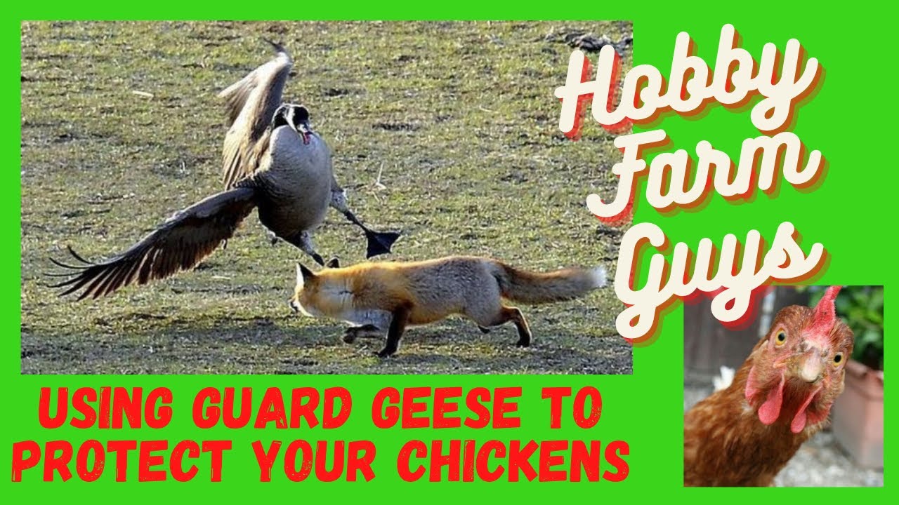 Using Guard Geese To Protect Your Hobby Farm Chickens & The Best ...