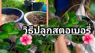 วิธี​ปลูก​สตอเบอรี่​ให้​ลูก​ใหญ่​แบบ​อินทรีย์​🌺