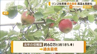 リンゴ生産量が過去最低　高温＆高齢化が影響【知っておきたい！】【グッド！モーニング】(2024年5月20日)