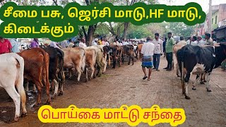 சினை மாடு, சீமை பசு, கறவை மாடு, கிடைக்கும்|பொய்கை மாட்டு சந்தை|cattlemarket,cow market