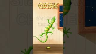 Belajar Tentang Cicak ( Mengenal Cicak )