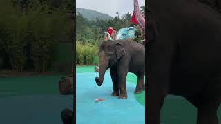 Baby elephant 🐘 eating a 🍉