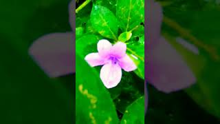 രാവിലെ കിട്ടിയ പാർവതി ചെടി #lovemyplantssreekalaribu #planthuntingmalayalam #wildplant #onlineplants