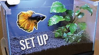 How I Set Up a Planted Betta Tank (Detailed Version)