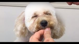 トイプードルの顔のカット［テディベアカット]How to trim  toy- poodle’s face fur( “Teddy Bear style” )