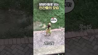 댕댕이들로 보는 인간들의 모습   #Shorts