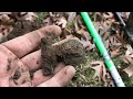 Rare Metal Detecting Find of a Lifetime!