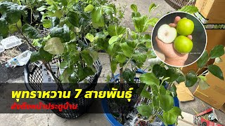 พุทราหวาน ลูกใหญ่ 7 สายพันธุ์