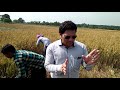 cce of rgp plot of aman paddy