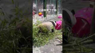 灵岩：只要我不尴尬 尴尬的就是别人！ #panda #大熊貓