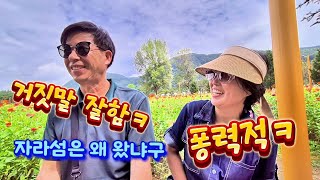 가평 자라섬 꽃 축제 10월에 가시길 추천합니다. 핑크뮬리 구절초 아직 개화전입니다. | 꽃구경은 왜 할까요?