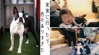 サプライズで実家に犬を連れて帰ったら、反応が面白すぎた/ボストンテリアとフレンチブルドッグ