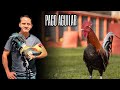 Paco Aguilar - Black Rooster Farm