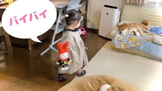 出かける娘にバイバイと言われ寂しそうに見つめる柴犬兄さん