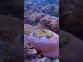 によると👆🏻 癒し 치유 リラックス 🐠癒し、心が疲れたときに🐟 ニモ 海水魚 水槽 魚 물고기 水族館 nemo