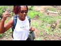 queendom farm 🌱 okra the growth is amazing 🌱 liberia 2023 helenasqueendom