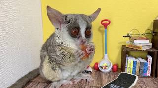 ドライトマトを頬張るお猿 Bushbaby the Pizzatoru / ショウガラゴのピザトル