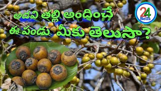 Tuniki pandu #Tendu fruit#beedi leaf#telugu #24bells