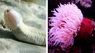TOP 15 DANGEROUS Ocean Creatures