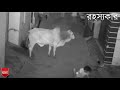 কি ভাবে পাগলা গরু আক্রমণ করে দাদি ও নাতি কে cow attack grandmother boy save viral video রহস্যকার