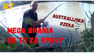 wędki wyrywa z podpórek ! najlepsze brania🎣dzika rzeka Australia🇦🇺