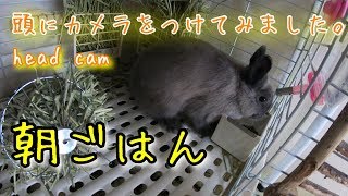 うさぎの餌の量を明記＊我が家のペレットの種類・分量(g数)【兎観察小屋#13】Bunny Rabbit room【GoPro HERO 7】