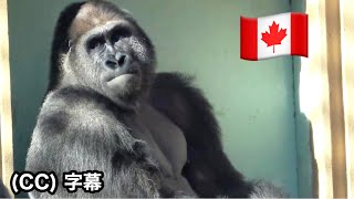 Toronto Zoo talks about male gorillas. Gentaro, Kiyomasa ｜Momotaro family, Kyoto City Zoo