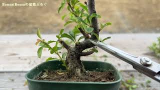 【CJB】ボディ作りで「放置中」の長寿梅をお手入れ #盆栽 #bonsai