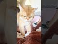 nice~~ cat catsoftiktok 猫 猫咪 猫咪的迷惑行为 猫咪日常 catstagram pets 小猫咪 金渐层 猫咪成精