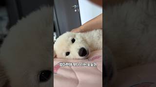 아침마다 엄마한테 와서 충전하는 포실이^^ 눈이 예쁘죠? #애교쟁이 #강아지 #cutedog