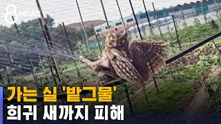 절반은 자연으로 못간다…멸종위기종 삼키는 '죽음의 덫' / SBS 8뉴스