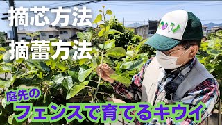 キウイの摘芯方法と摘蕾方法【今年はこの方法でいきます！】【強風には注意】2023年5月5日