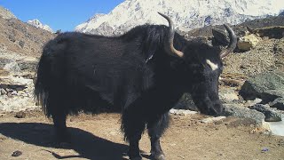 Cooking Yak Meat