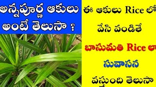 PandanLeaves Uses in Telugu  OrganicGarden / Herbal Plants /Gardenimg is my Passion /Home Garden /M2