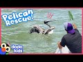 Tangled! A Kid And Some Boat Rescuers Try to Save A Wild Pelican | Rescued! | Dodo Kids