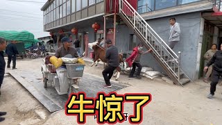 丽阳集上买了头小公牛，牵着不走，上电棍一电牛惊了【丽阳牲畜市场】