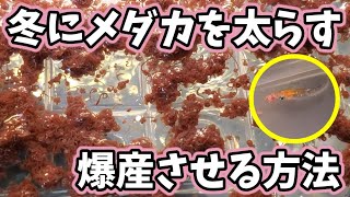 冬にメダカを太らせ爆産させる方法‼️【イトミミズ】イトメの管理と保管方法も大公開‼️安らぎAQUAちゃんねる