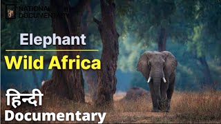 Elephant | wild Africa | discovery channel | animal planet hindi | national geographic documentary