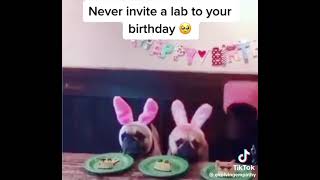 Never invite a lab to your  Birthday party￼ ￼