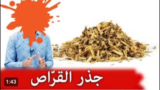 فوائد جذر نبات القراص