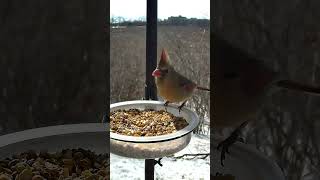 Female Cardinal Eating Birdseed!