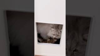 Ikea hack hidden cat litter box🐱 #diy #ikeahack #cat #litterbox #catlover #ikeadiy #homedecor #cats