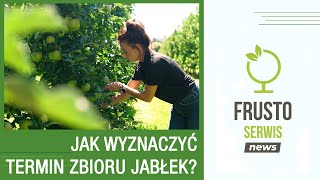 Termin zbioru jabłek - jak wyznaczyć?