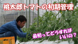 桃太郎トマト【大玉トマト】の初期管理・芽かきと誘引#1215