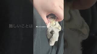 フクロモモンガの寝かしつけ#フクロモモンガ #可愛い #sugarglider #癒し #フクロモモンガのいる暮らし