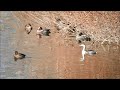 遊水地の水鳥　　カンムリカイツブリ・ホシハジロ・キンクロハジロ