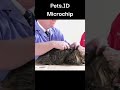 Pet Microchip, Only way to say you will never leave them